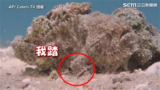 偽裝大師海中長毛五腳魚　腳滑網萌翻