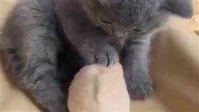 寵物,貓咪,倉鼠,母愛,認親（圖／翻攝自寵物聯萌微博）