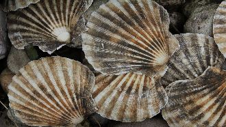 中6月鬆綁水產品今又喊禁！日漁民反應曝