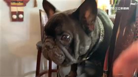 獨／小鬼「最後身影」曝光！偕經紀人喝咖啡　IG黑狗是牠