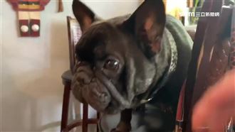 獨／小鬼最後身影　IG黑狗身分曝光