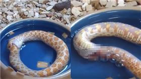 銜尾蛇,西部豬鼻蛇,壓力,吃自己,啃食