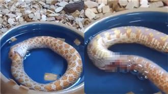 寵物蛇啃自己尾巴到出血　真相超悲慘