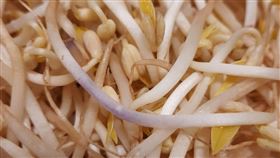 黃豆芽,紫色,全聯,光合作用(翻攝自 全聯消費經驗老實說)