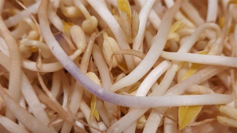 黃豆芽變紫色能吃？專業解答：沒關係