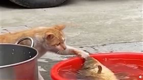 小白貓捕魚失敗（圖／翻攝自科學戒貓中心微博）