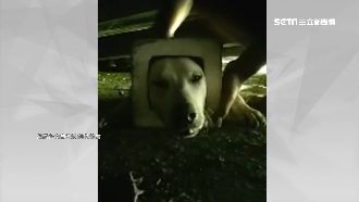 直播搶救鬼王棺狗　頭卡石磚險喪命