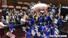 美豬 立法院 抗議 (林恩如攝)