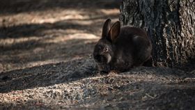 台中市動物保護防疫處7月中旬接獲檢舉，位於石岡的放牧兔樂園飼養環境不好，又有營利行為，違反動物展演管理辦法規定開罰5萬元。（圖／翻攝自Unsplash圖庫）