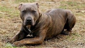 ▲比特犬（圖／翻攝自百度百科）