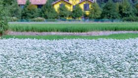 桃園大溪韭菜花海，萬仁奎授權提供