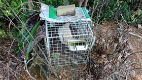 活雞陷阱誘捕峰鷹大型猛禽　台東林管處緊急拆除台東山區驚見以活雞充當誘餌放置籠內，四周放置獸夾誘捕蜂鷹等大型猛禽，台東林區管理處已緊急拆除。（台東林管處提供）中央社記者盧太城台東傳真　109年9月18日