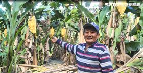 ▲台東關山香蕉農悲嘆2甲香蕉不到5萬元，半年心血全白費（圖／記者王浩原攝影）