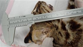 苗栗銅鑼石虎疑遭犬殺　身體多處遭咬傷苗栗縣銅鑼鄉山區18日有民眾發現1隻石虎屍體，經檢查為6個月大公石虎，縣府農業處表示，死亡石虎身體腹部有多處咬傷痕跡，不排除是犬殺。（苗栗縣政府提供）中央社記者管瑞平傳真　109年9月18日