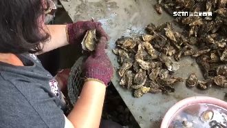 日賺逾千元！中秋前廣徵「開蚵好手」