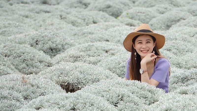 「台版波波草」竟然變雪白色了！