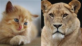 （圖／翻攝自PIXABAY）