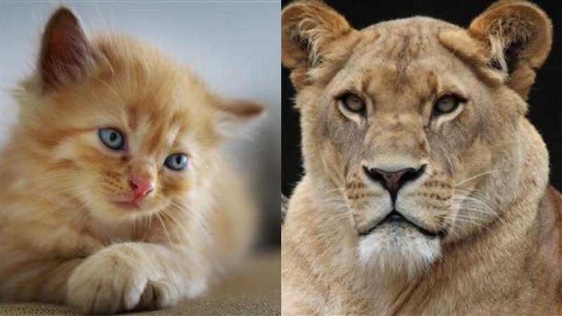 家貓誤闖猛獸大本營！6週後奇蹟歸來