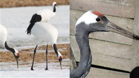 丹頂鶴,求偶,頭頂,肉瘤。(組合圖/翻攝自維基百科、Pixabay)