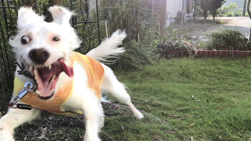 愛犬怎麼拍都超崩壞！10萬網友笑翻