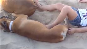 寵物,狗,女孩,沙灘（圖／翻攝自戲精趣聞榜微博）