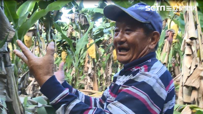 這麼漂亮沒人要！2甲香蕉不到5萬元