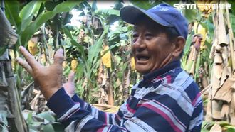 這麼漂亮沒人要！2甲香蕉不到5萬元