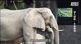 網紅配音惡搞動物「「刻紋摺濕炎」爆紅，掉出柯Ｐ苦笑回應。（圖／翻攝自YouTube）