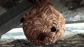 清明至中秋虎頭蜂螫人旺季　籲民眾留意