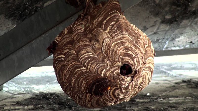 越南蜜蜂吃人類排泄物！他：吃大便抗殺手