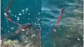 台東,地震,地震魚,震央,花東,釣客（圖／翻攝畫面）