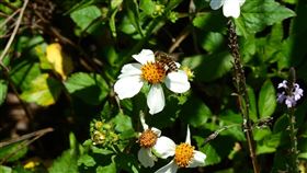 蜜蜂。(圖/特生中心提供)