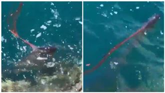 驚見深海魚怪　釣客：我跟牠還對到眼