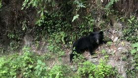 南橫公路黑熊出沒 奮力攀爬萌樣被利稻村民拍下(圖/民眾提供)