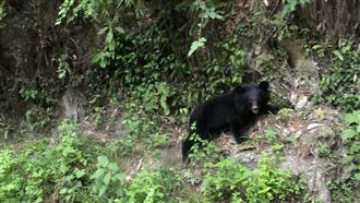 陡峭山壁驚見黑熊攀爬　民眾高喊加油