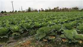 高麗菜超種紅色警戒　台東縣政府籲勿搶種農委會發出高麗菜超種的紅色警戒，台東縣農業處21日指出，台東高麗菜種植面積達75公頃，大部分屬高山品種，但高山與平地高麗菜產期撞期，影響市場價格，必須及早提醒農民千萬不要搶種。中央社記者李先鳳攝　109年9月21日