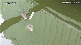揭秘高雄超狂魚池　他驚：能釣鱷魚？