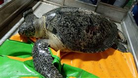 擱淺金門綠蠵龜體力恢復金門縣水產試驗所日前接獲通報，烈嶼鄉中墩海岸有一隻綠蠵龜擱淺，由於公海龜體型碩大，總共動員5、6名工作人員，才將海龜由烈嶼移置金門本島的水試所內蓄養，經多日照料，海龜食慾及體力已明顯恢復。（金門縣水試所提供）中央社記者黃慧敏傳真　109年9月21日