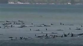 ▲塔斯馬尼亞州擱淺的鯨魚數量龐大。（圖／翻攝自推特）