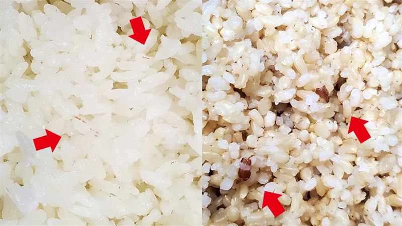 你也吃過？紅米入侵飯粒長「紅斑」