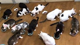 日本,貓咪（圖／翻攝自島川大器推特）