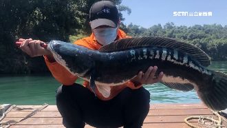 捕1.2公尺長魚虎　民憂攻擊泳渡客