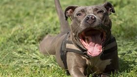 ▲比特犬。（示意圖／翻攝自pixabay）