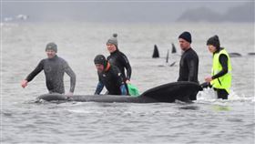 ▲澳洲鯨魚搶救行動。（圖／翻攝自推特）