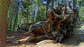 大樹
https://www.flickr.com/photos/23155134@N06/41315262065/in/photolist-25WTw1z-tHEMsL-25dRYdf-23pqURg-ZV6tf9-J1f2GR-s6P1nc-JUTpYt-SkMVTL-22XXLFb-6uParz-P4psHr-4x7JD5-R84GQV-CeSwuC-22YFQRA-2bkbEGH-8uDk