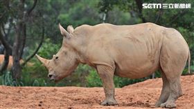 六福犀牛妹艾瑪身長250公分，體重在1,000公斤以內。(圖／六福旅遊集團提供)