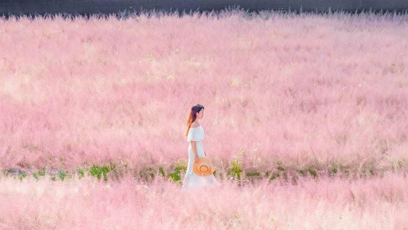 南投全新秘境「粉紅芒草海」浪漫滿點