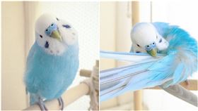  彈珠汽水鸚鵡，IG：schaft21th 授權提供