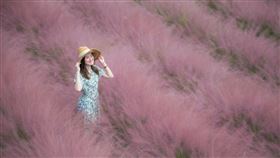 南投集集粉黛亂子草／翻攝自南投縣長‧林明溱臉書