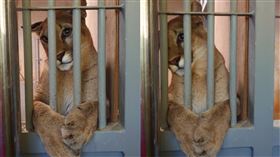 （圖／翻攝自@moriokazoo推特）